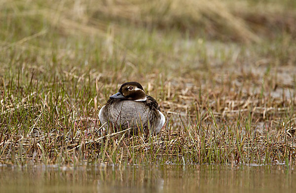 Eisente (Clangula hyemalis)