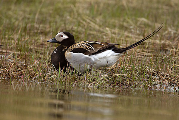 Eisente (Clangula hyemalis)