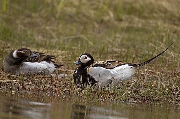 Eisente (Clangula hyemalis)