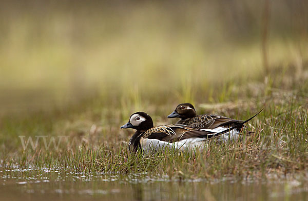 Eisente (Clangula hyemalis)