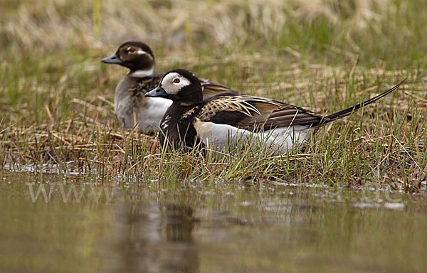 Eisente (Clangula hyemalis)