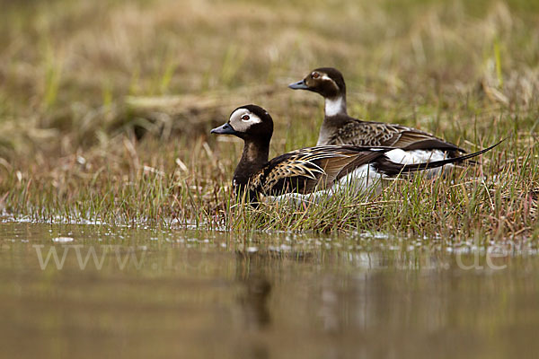 Eisente (Clangula hyemalis)