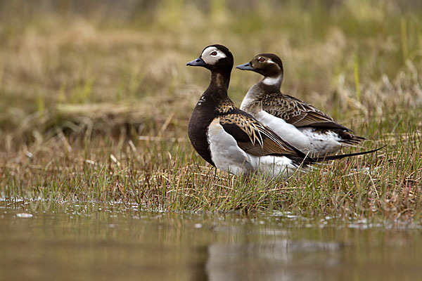 Eisente (Clangula hyemalis)