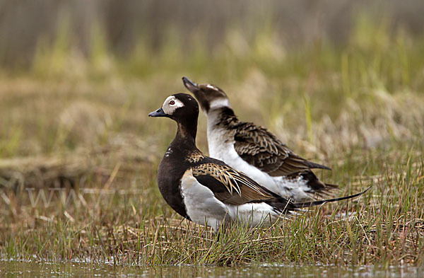 Eisente (Clangula hyemalis)