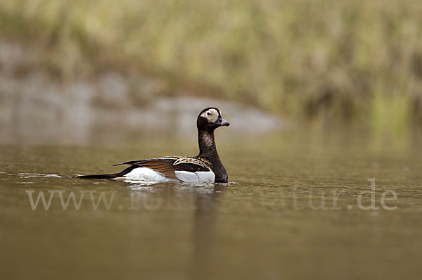 Eisente (Clangula hyemalis)