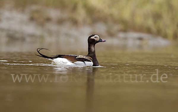 Eisente (Clangula hyemalis)