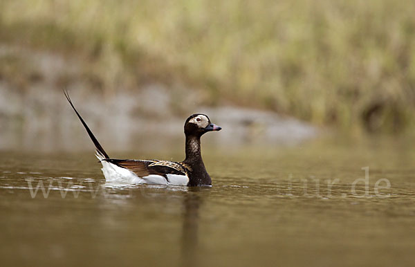 Eisente (Clangula hyemalis)