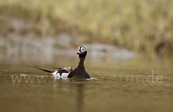 Eisente (Clangula hyemalis)