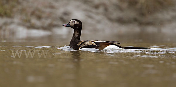 Eisente (Clangula hyemalis)