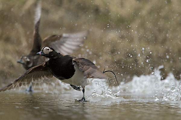 Eisente (Clangula hyemalis)