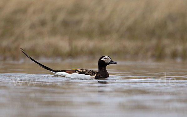 Eisente (Clangula hyemalis)