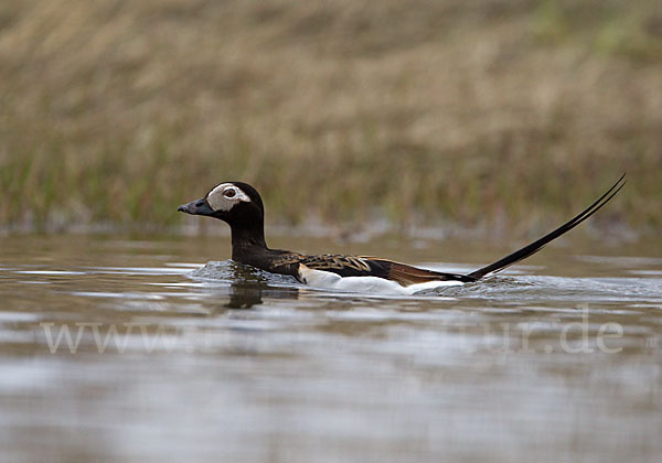 Eisente (Clangula hyemalis)