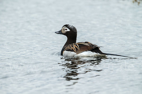 Eisente (Clangula hyemalis)