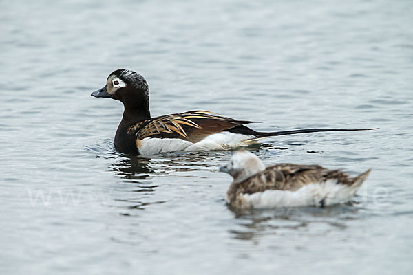 Eisente (Clangula hyemalis)