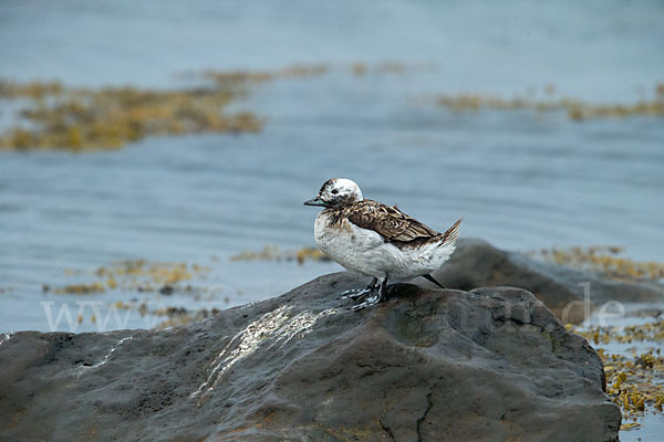 Eisente (Clangula hyemalis)