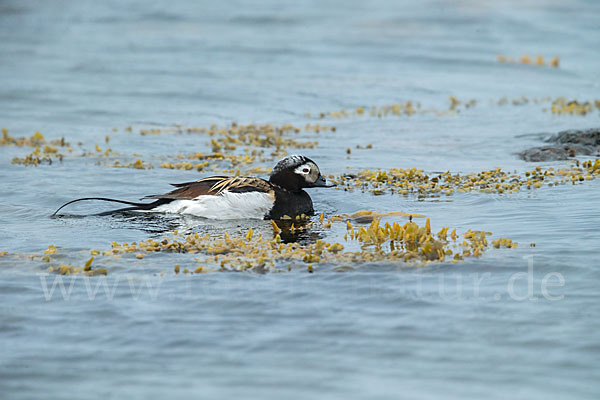 Eisente (Clangula hyemalis)