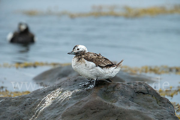 Eisente (Clangula hyemalis)