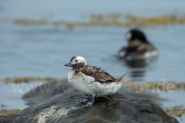 Eisente (Clangula hyemalis)