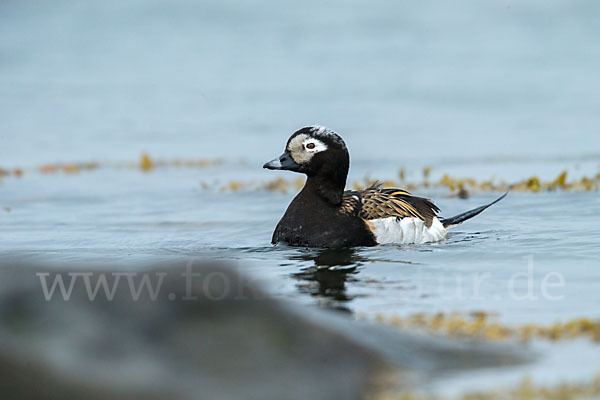 Eisente (Clangula hyemalis)