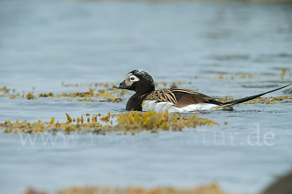 Eisente (Clangula hyemalis)