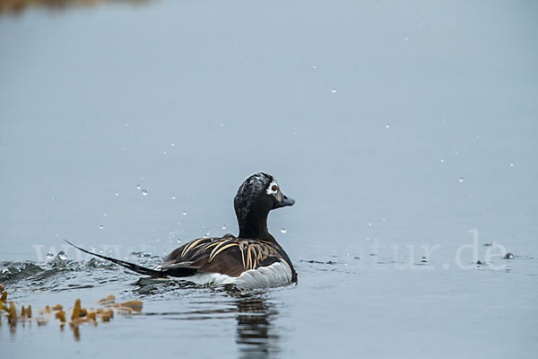 Eisente (Clangula hyemalis)