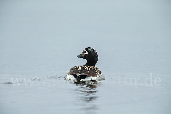 Eisente (Clangula hyemalis)