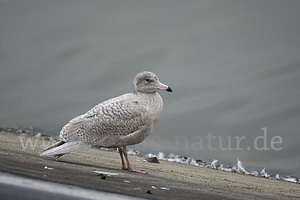 Eismöwe (Larus hyperboreus)