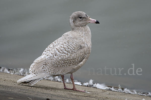 Eismöwe (Larus hyperboreus)