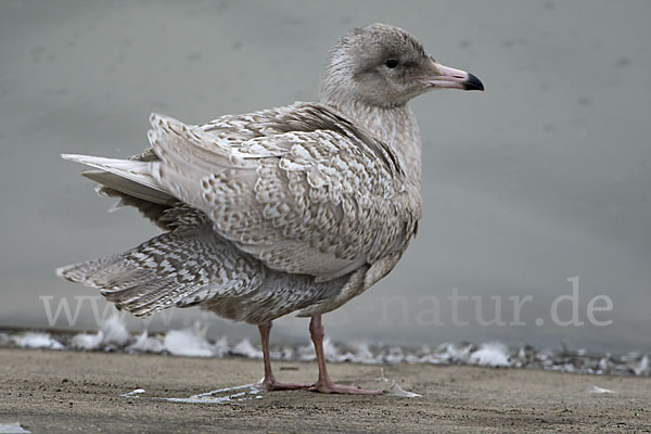 Eismöwe (Larus hyperboreus)