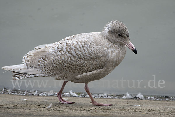 Eismöwe (Larus hyperboreus)