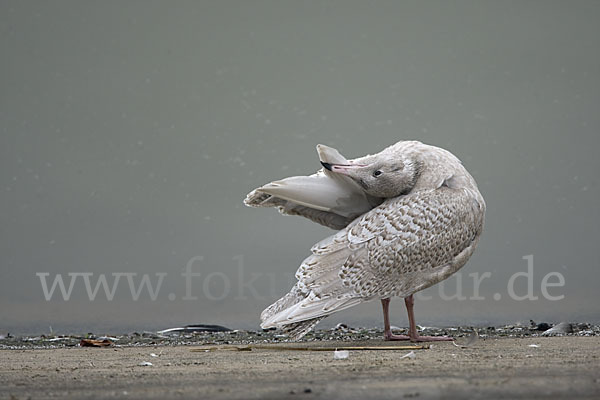 Eismöwe (Larus hyperboreus)