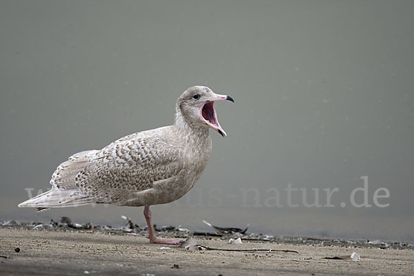 Eismöwe (Larus hyperboreus)