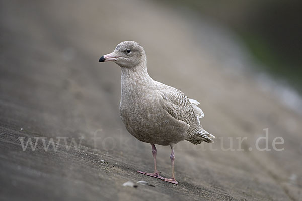 Eismöwe (Larus hyperboreus)