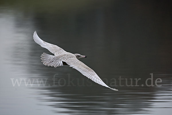 Eismöwe (Larus hyperboreus)