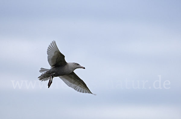 Eismöwe (Larus hyperboreus)