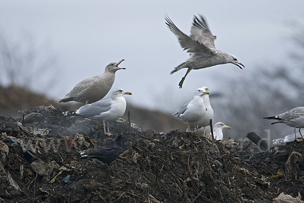 Eismöwe (Larus hyperboreus)