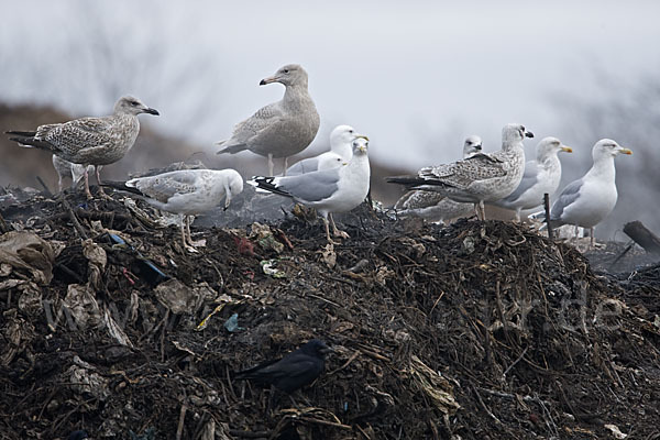 Eismöwe (Larus hyperboreus)