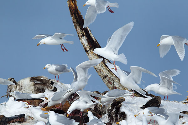 Eismöwe (Larus hyperboreus)