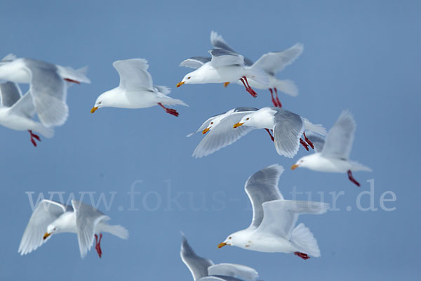 Eismöwe (Larus hyperboreus)