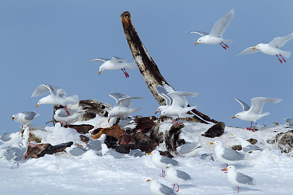 Eismöwe (Larus hyperboreus)