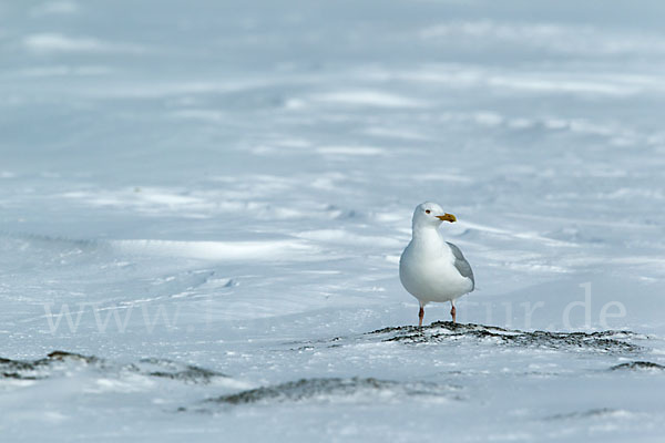 Eismöwe (Larus hyperboreus)