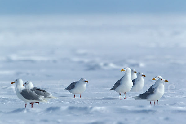 Eismöwe (Larus hyperboreus)