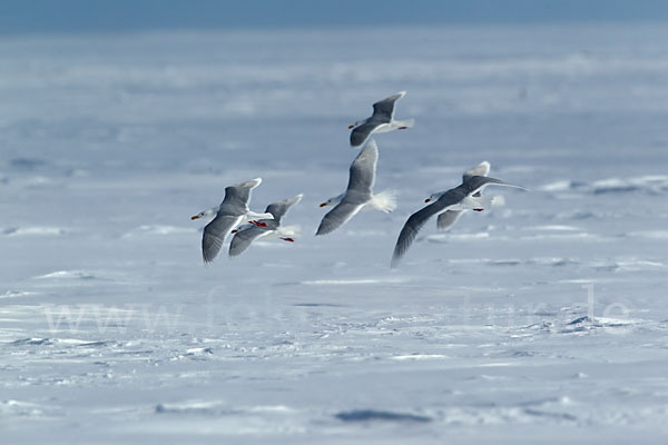 Eismöwe (Larus hyperboreus)