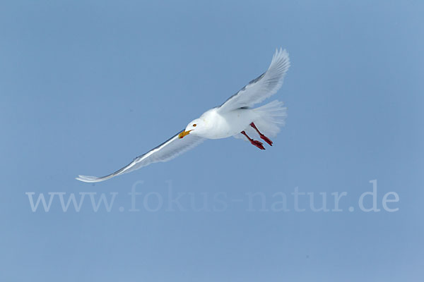 Eismöwe (Larus hyperboreus)