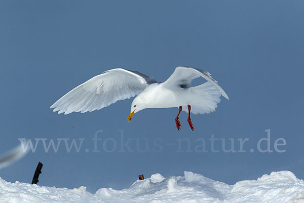 Eismöwe (Larus hyperboreus)