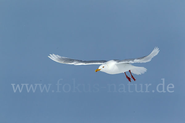 Eismöwe (Larus hyperboreus)