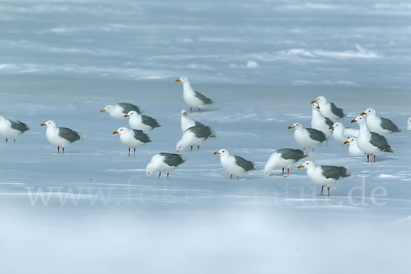 Eismöwe (Larus hyperboreus)