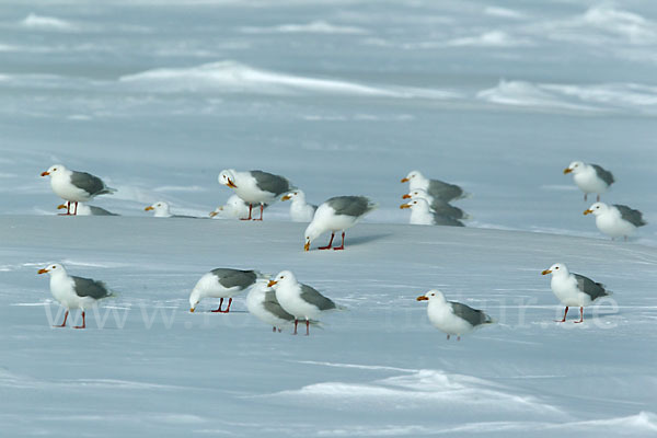 Eismöwe (Larus hyperboreus)