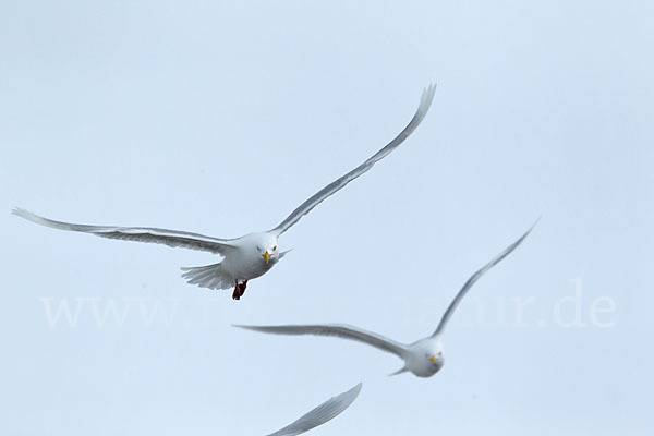 Eismöwe (Larus hyperboreus)