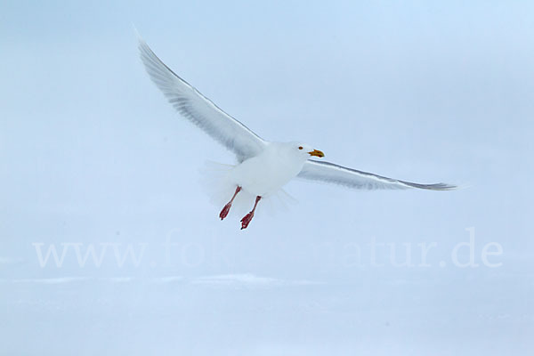 Eismöwe (Larus hyperboreus)